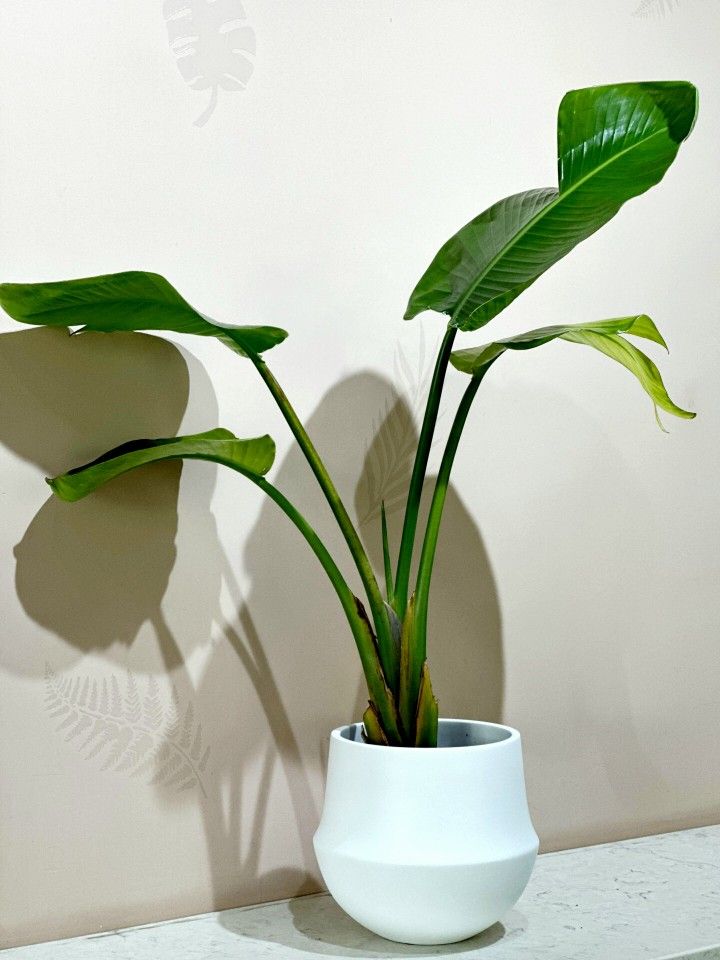 Birds of Paradise plant/ Indoor Plant/ House Plant Flower Patio Garden