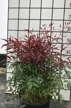 2gal Nandina ‘BONFIRE’ perennial evergreen plants