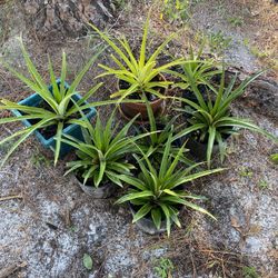 Pineapple Plants 