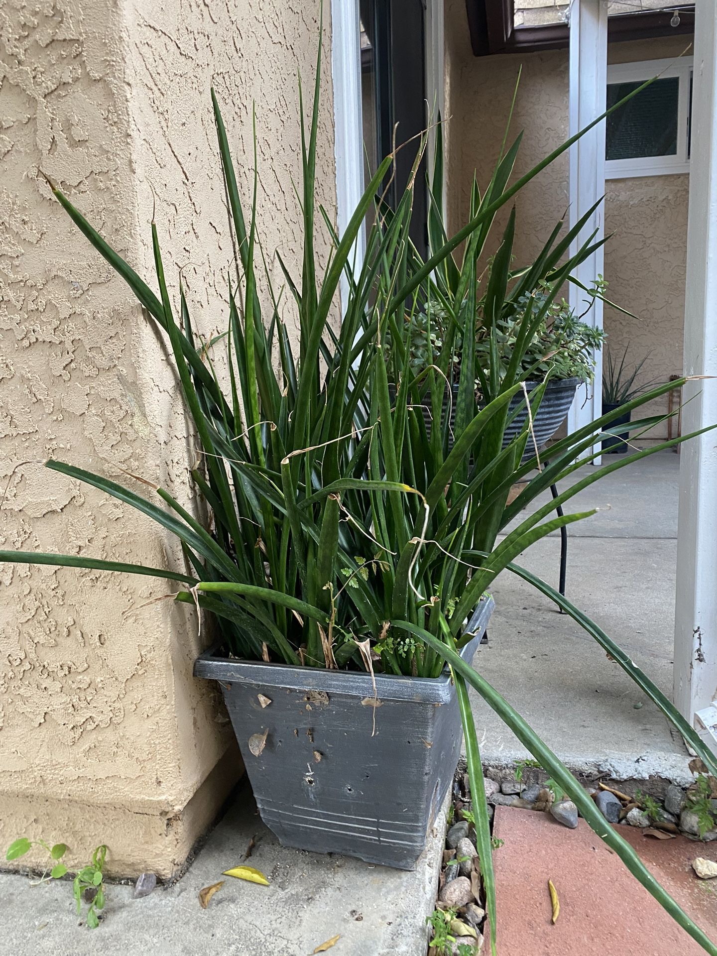 Large Outdoor Plant