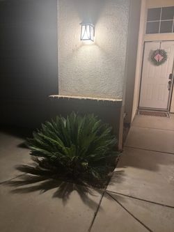FREE Sago Palm