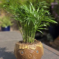 Parlor Palm Plant in Cute Face Pot