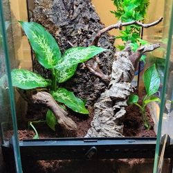 Exo-Terra Bio Active Crested Gecko Enclosure 