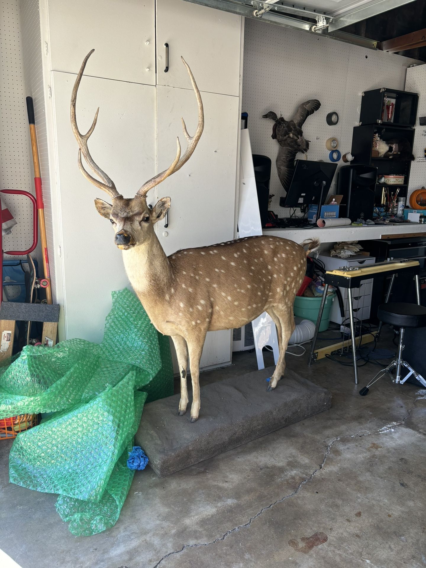Taxidermy Axis Deer (Rare) Full Mount