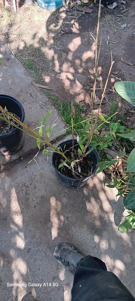 Bamboo  Plants 