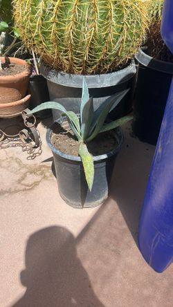 Blue Agave