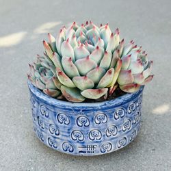 Succulents plants 🪴 （Echeveria lindsayana）