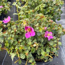 🌱 Plant: Hispanys Shawl