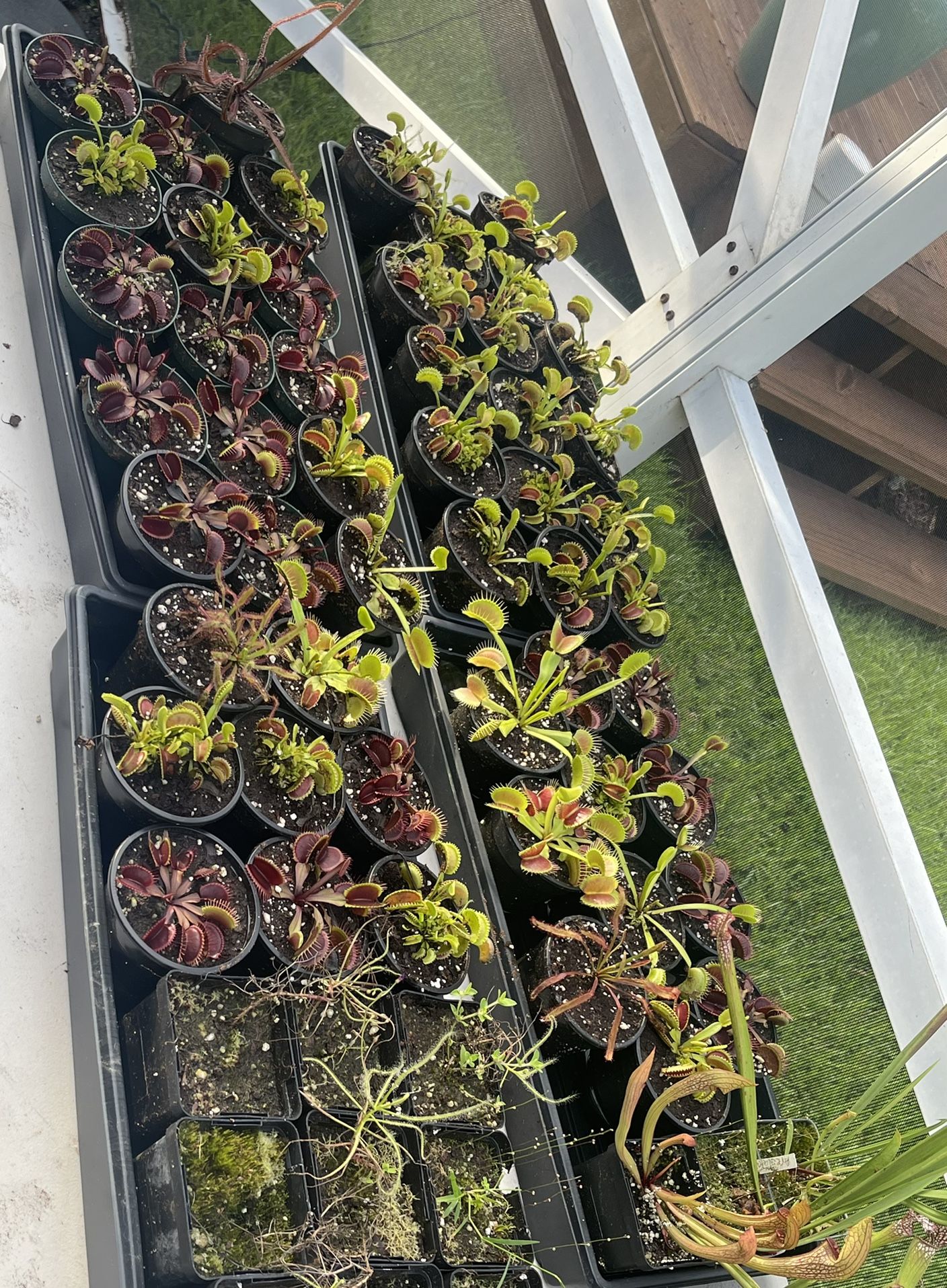 Venus Fly Traps Plants