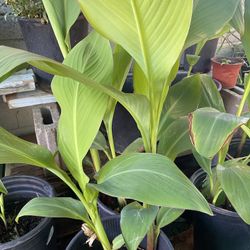 Canna Lily Roja