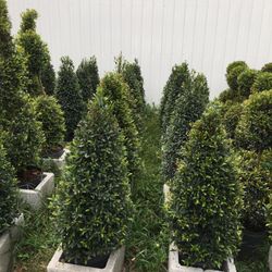 Small Cone Topiary In 3 gls Pot. SPECIAL PRICE !!🤩