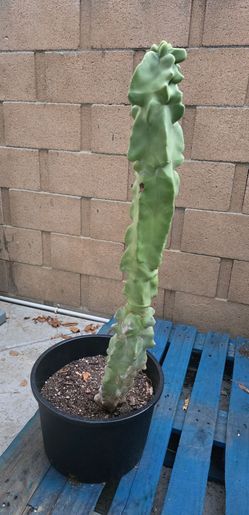 Totem Pole Cactus Plant