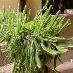 Very big cactus plants