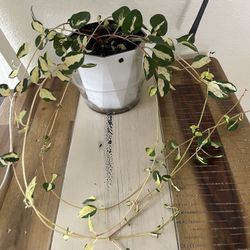 Wojo’s Jem Plant