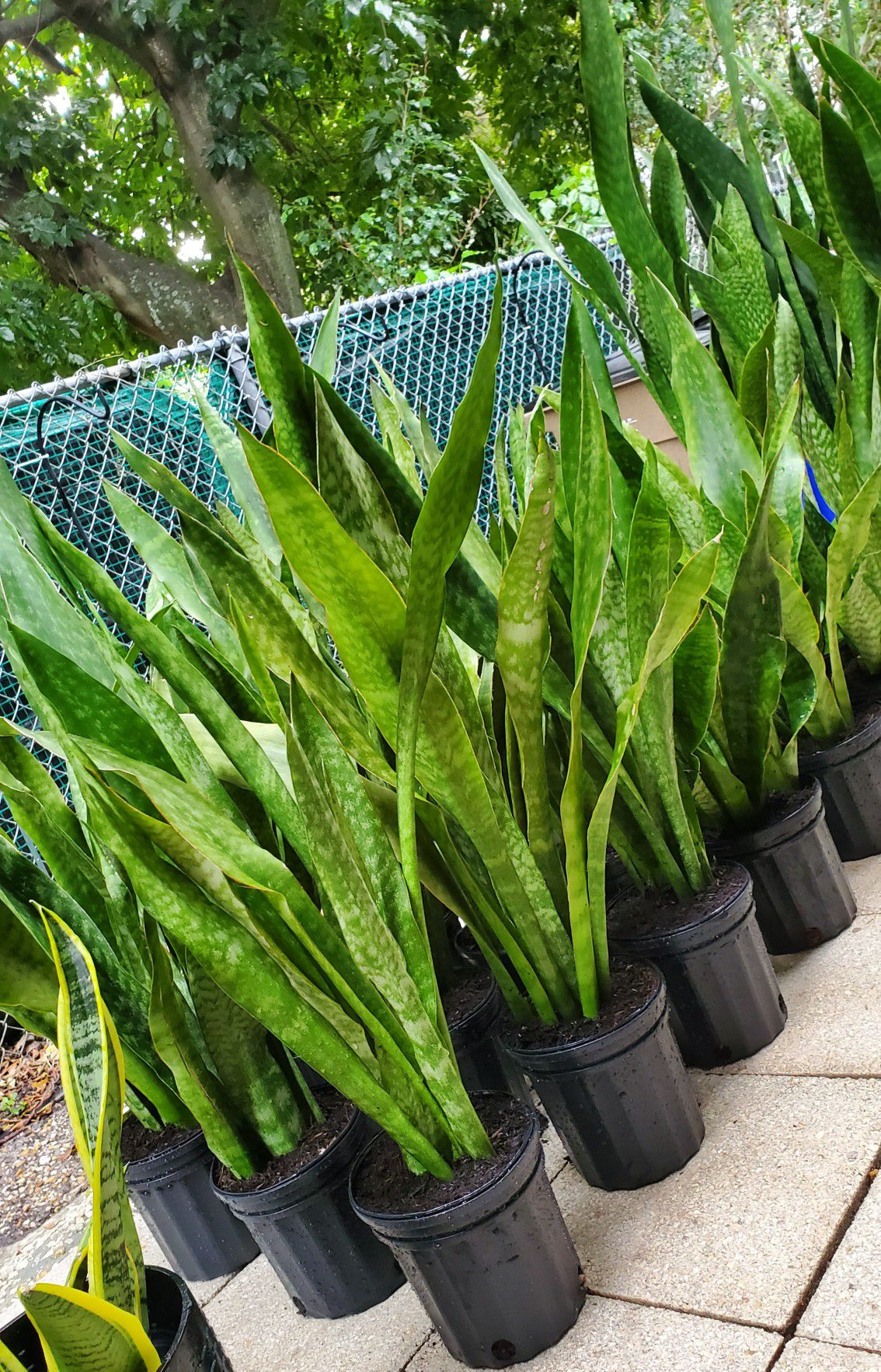 Snake plants. Can be indoors or outdoors. Air purifying plants. $10 each
