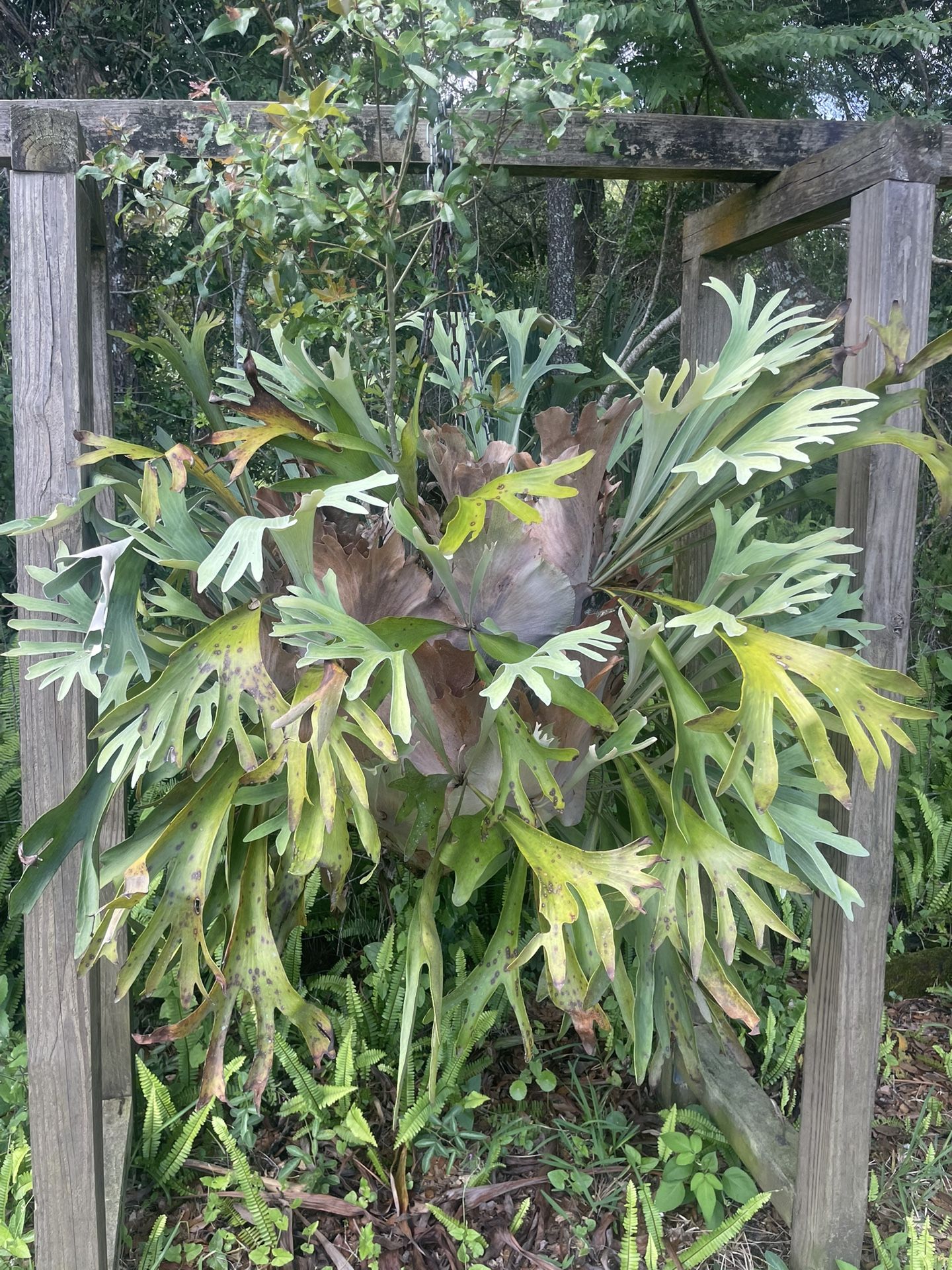 Staghorn Plant