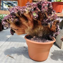 Big Aeonium Crest Imported Each $250