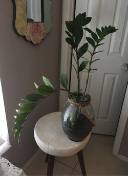 Big zzplant