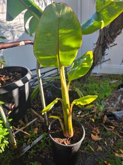 Ice cream Banana plant