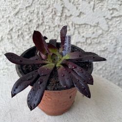 3 Inch Pot Succulent Plant - Aeonium Arboreum Zwartkop - Black Rose - Rooted & Established Plant - Drought Resistant -🪴
