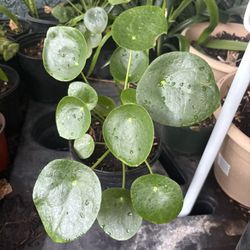 Chinese Money Plant 
