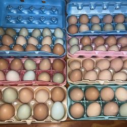 Fresh Eggs 🐓🪺