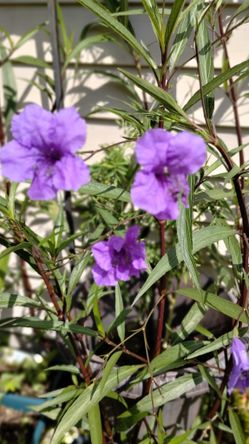 Mexican Petunias 