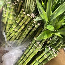 18" Lucky Bamboo Tree ($5 Per Stem) Must Buy At Least 5