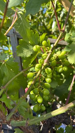 Green Grape 15 Gallons $250