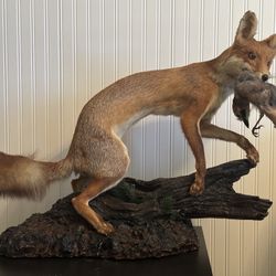 Taxidermy Fox And Jay Oddities Decor