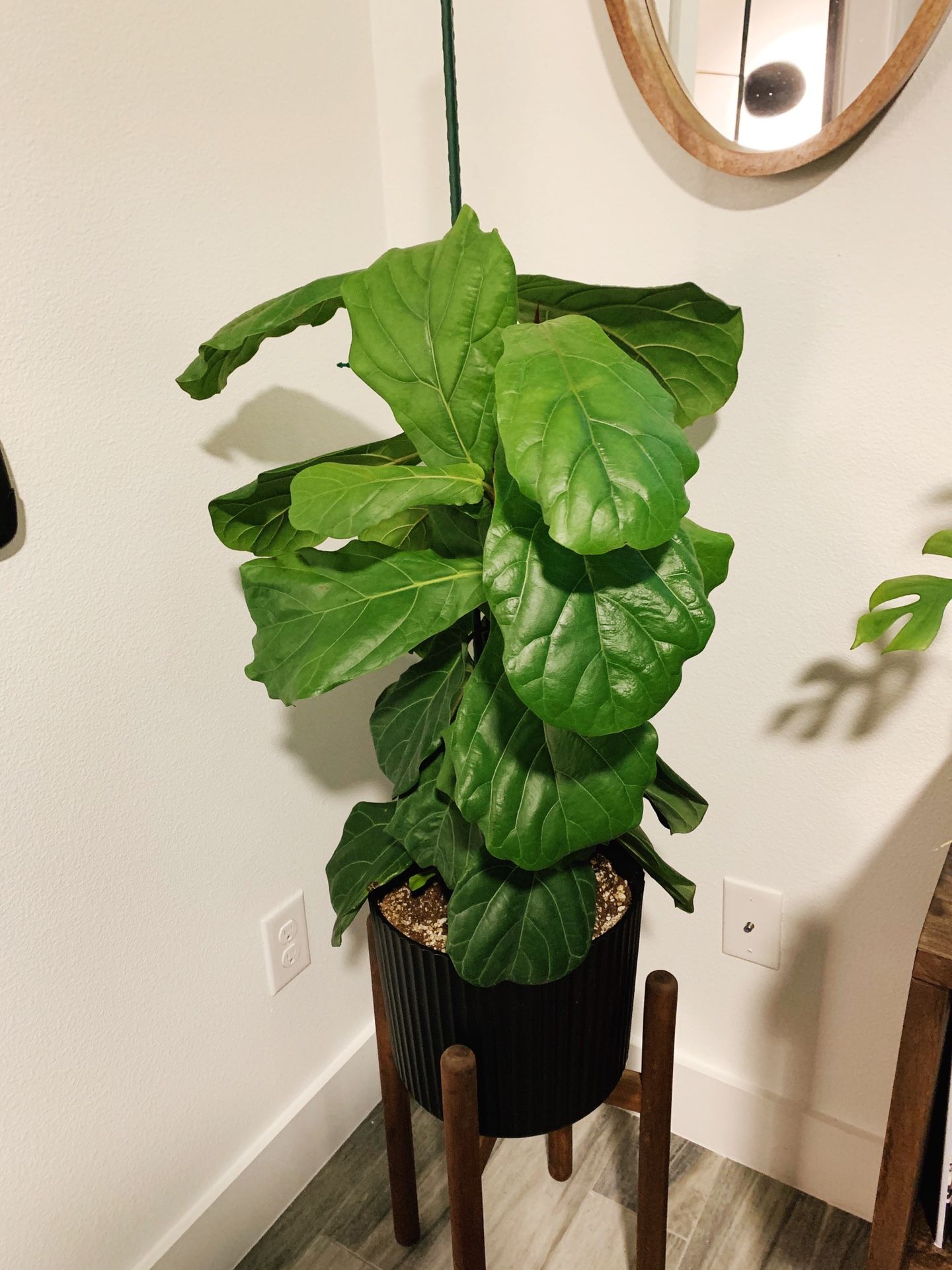 Fiddle Leaf Fig - bushy plant