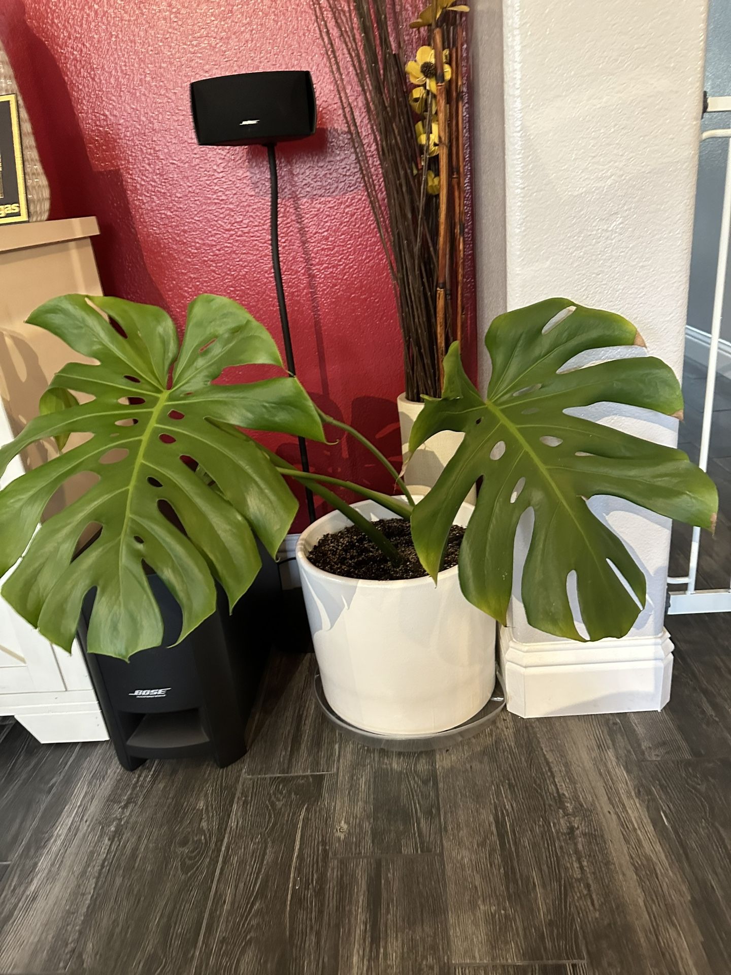 Monstera Clipping Already Rooted In Ceramic Pot