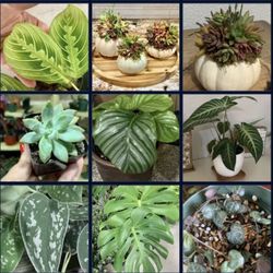 Exotic Decor/ Indoor Plants/succulentas/calatheas/arrowheads plants/syngonium/alocasia/monsterra/strean Of Hearts/ Succulents/philodendron