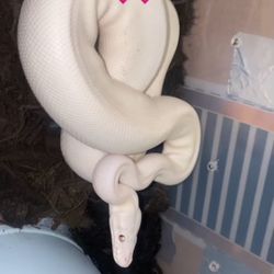 Blue Eye Lucy Ball Python