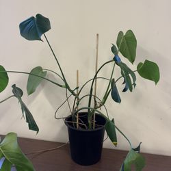 Monstera Plant 