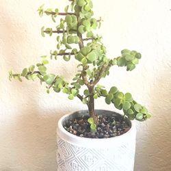 Portulacaria Afra (live succulent plant)