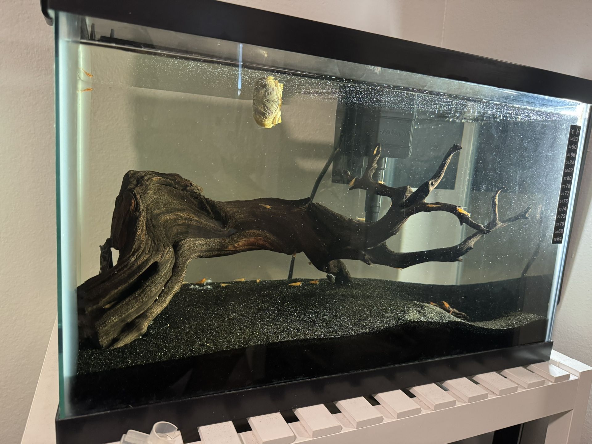 10 Gallons Aquarium With All Including
