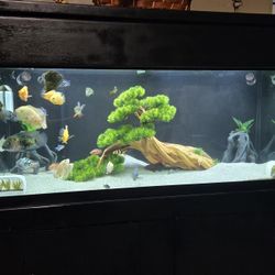 75 GALLON AQUARIUM w/ Tank, Stand, Canopy, Many Extras