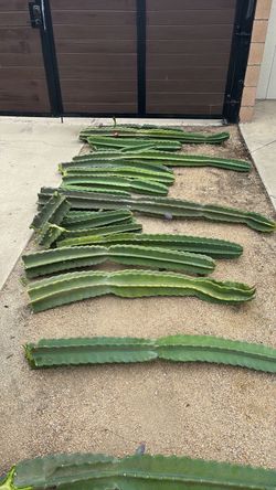 Peruvian Apple Cactus