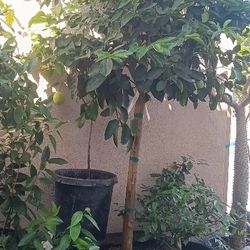 24" Box  Green  Lime Bearss .