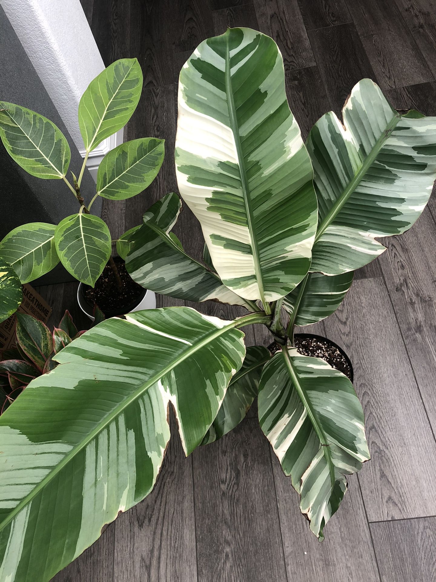 Musa Ae Ae (Rare Variegated Banana Tree)