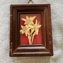 Edelweiss Flowers In Small Frame 