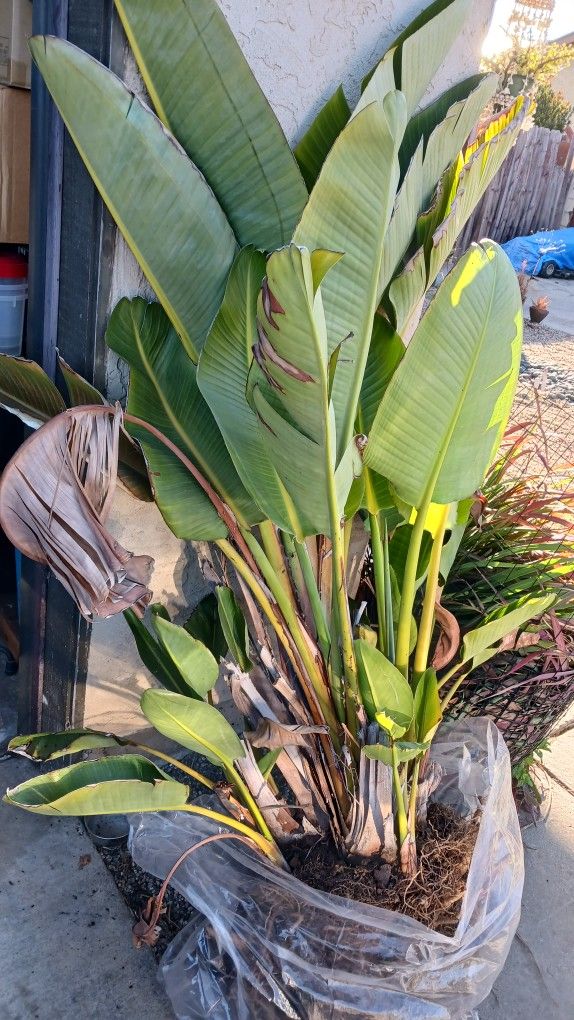 White Birds Of Paradise 6+ Ft Tall
