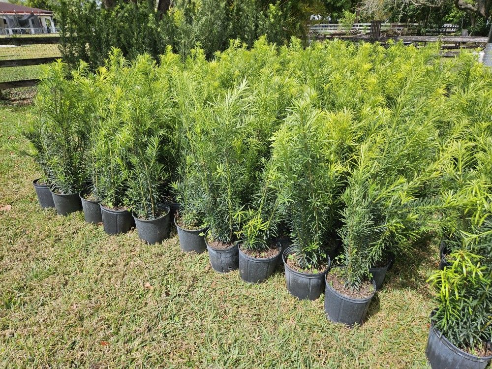Podocarpus About 4 Feet Tall Full Green Fertilized Ready For Planting Instant Privacy Hedge Same Day Transportation