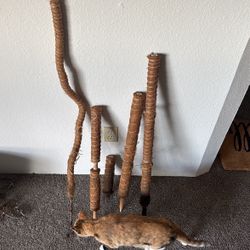 Moss Polls For Climbing Plants 