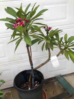 PLUMERIA PLANT FULLY ROOTED AND BLOOMING 🌺🌺🌺