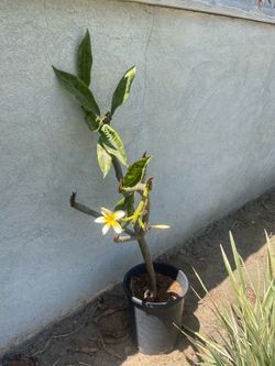 Plumeria white/ yellow