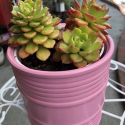 Lety’s Sedeveria Succulent Plant In Pink Ceramic Pot