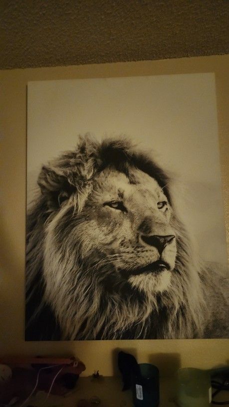 Canvad Lion Picture
