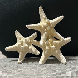 3 Beautiful Sea Shells They Can Really Be Good For Decorations Or Really Anything